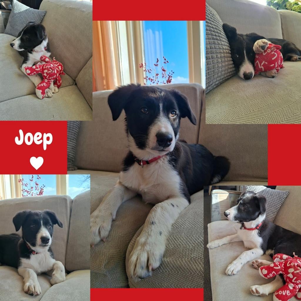 Border collie pup, Reu, 8 tot 15 weken, Eén hond, Nederland