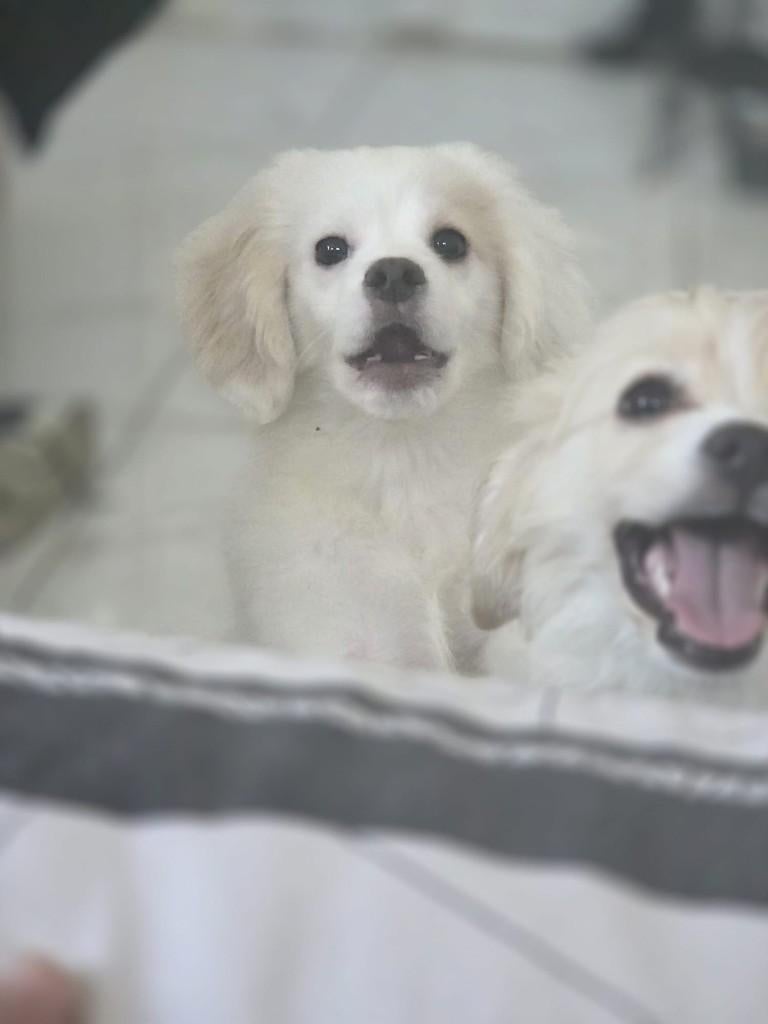 Cockarianian, Overige rassen, 8 tot 15 weken, Teef, Eén hond