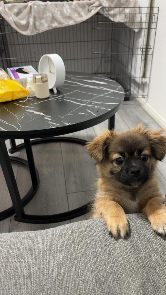 Prachtige Pekingees pup te koop – 8 maanden oud, Dieren en Toebehoren, 15 weken tot 1 jaar, Teef, Eén hond, Nederland