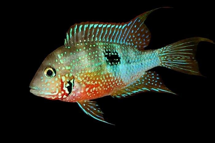 Midden Amerikaanse Cichliden: Thorichthys maculipinnis, Vis, Zoetwatervis