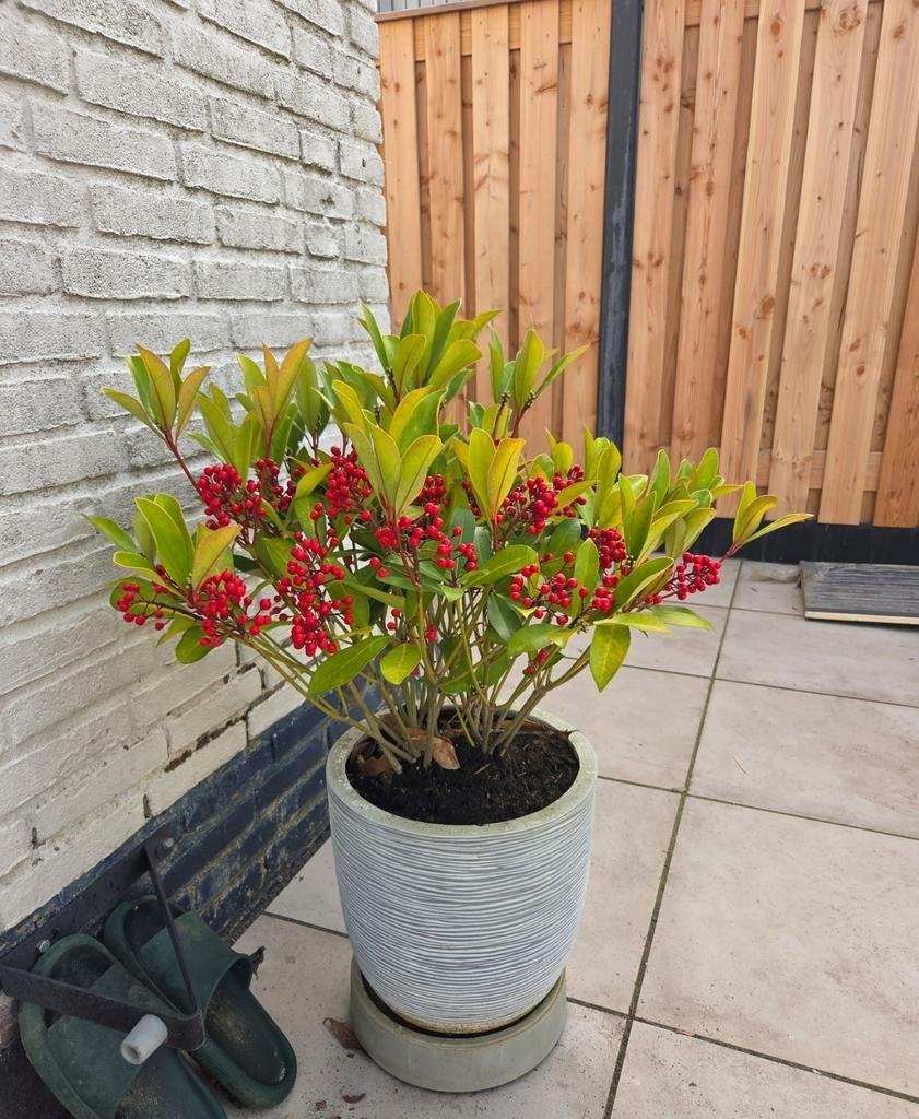 Skimmia Japonica • Buiten plant • Incl. Pot, Tuin en Terras, Ophalen, Overige soorten, Halfschaduw