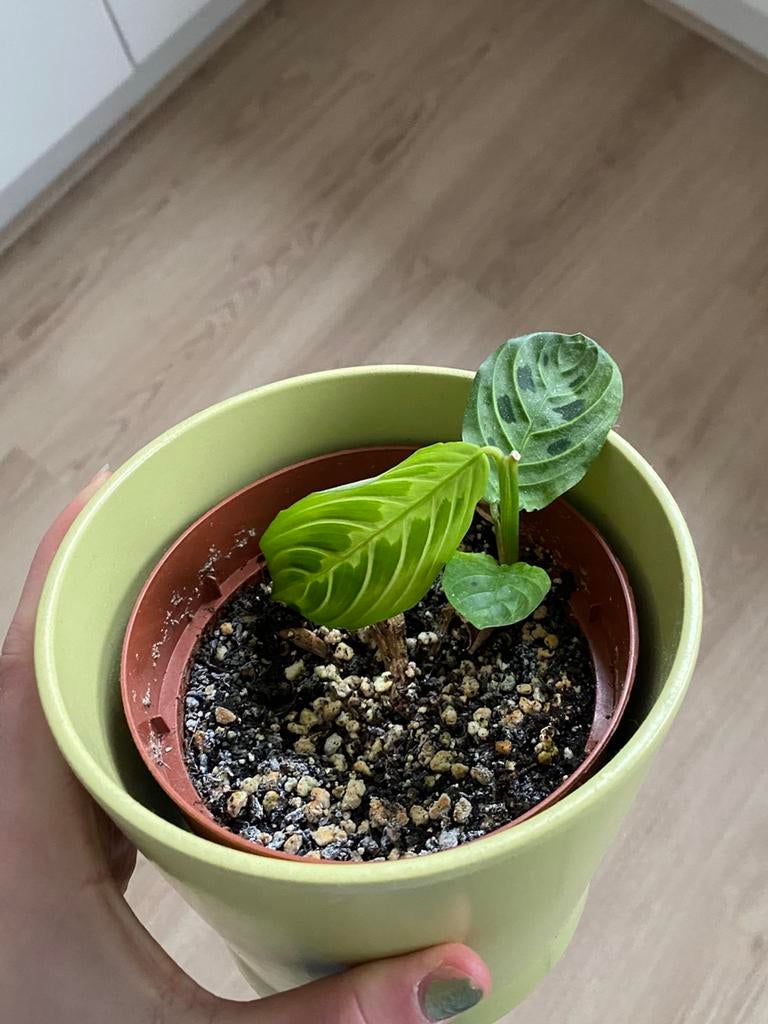 Maranta lemon lime, Huis en Inrichting, Kamerplanten, Ophalen
