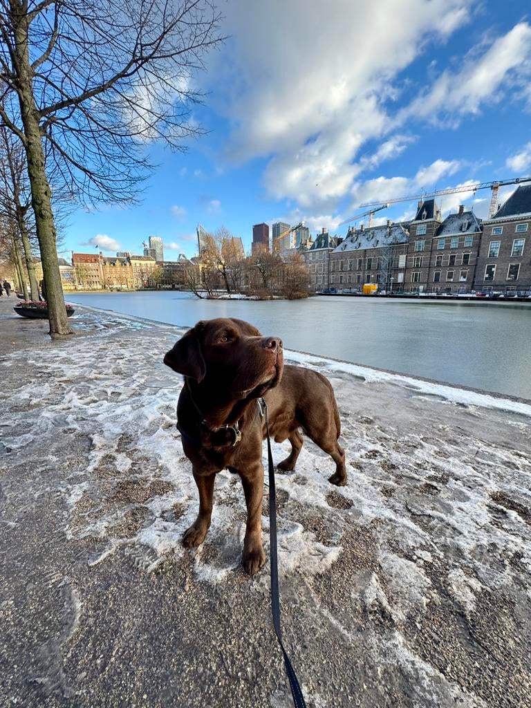 Charmante mannelijke Labrador reu zoekt een leuke dame, Dieren en Toebehoren, 6 jaar of ouder, Reu, Labrador retriever, Parvo