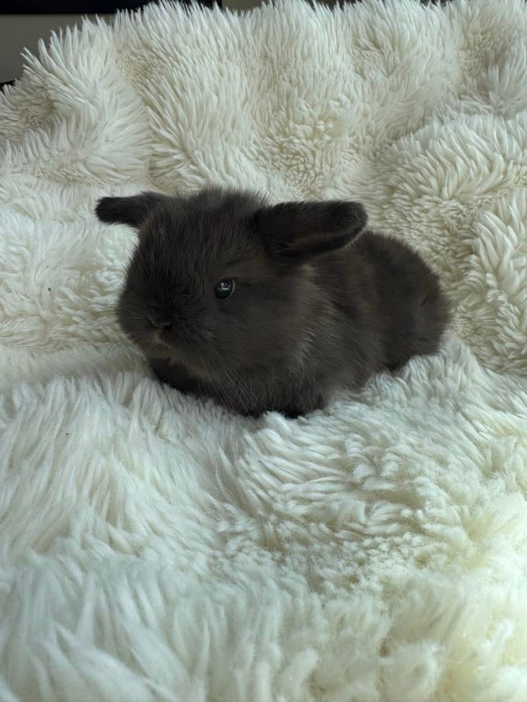 Mini lop baby konijn in de kleur choco, Dieren en Toebehoren, Konijnen, Geslacht onbekend, Dwerg, Hangoor, 0 tot 2 jaar