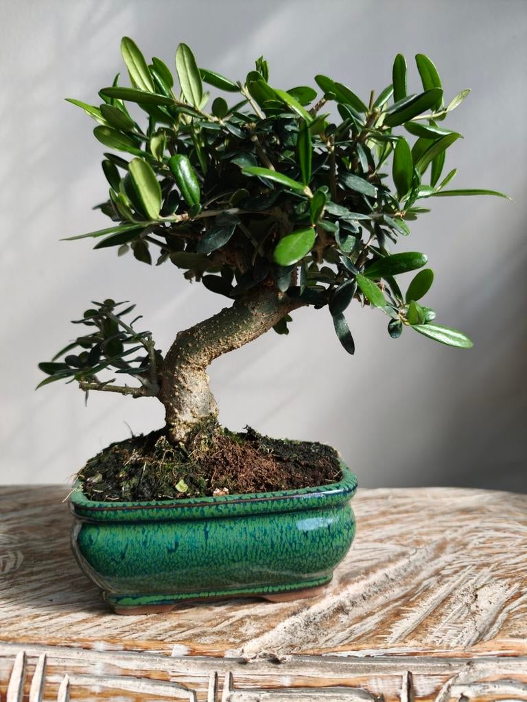 Olea Europaea 'Olijf' Bonsai, Volle zon, Bloeit niet, Minder dan 100 cm, Overige soorten