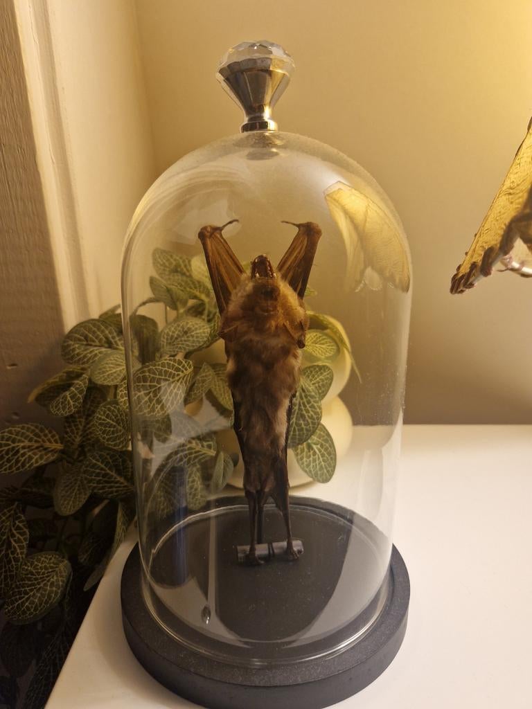 Opgezette vleermuis in glazen stolp, Ophalen