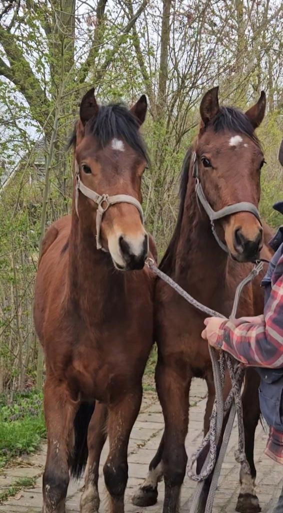 Mooie Zwitserse Freiberger jaarlingen en 2-jarigen, Dieren en Toebehoren, Paarden, Meerdere dieren, Dressuurpaard, Met stamboom