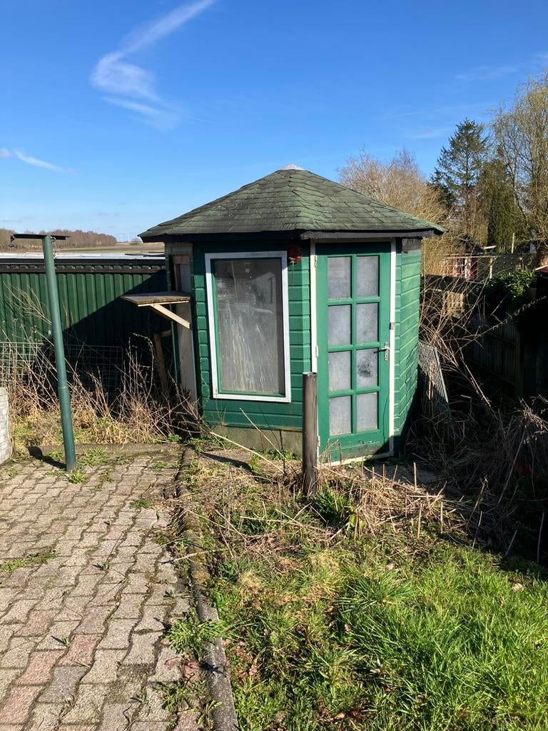 Gratis duivenhok/ kippenhok, Dieren en Toebehoren, Vogels | Duiven, Vrouwelijk, Postduif