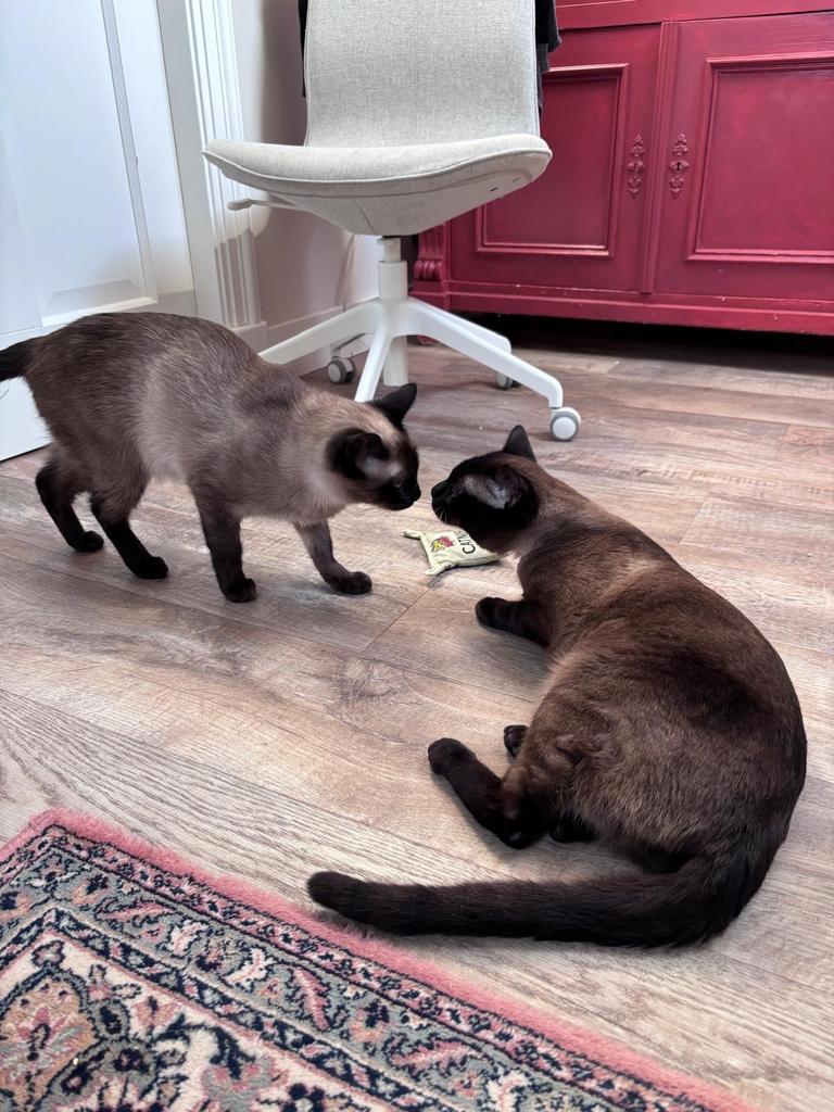 siamese kittens geboren, Dieren en Toebehoren, Katten en Kittens | Raskatten | Korthaar, Geslacht onbekend, 0 tot 2 jaar, Ingeënt