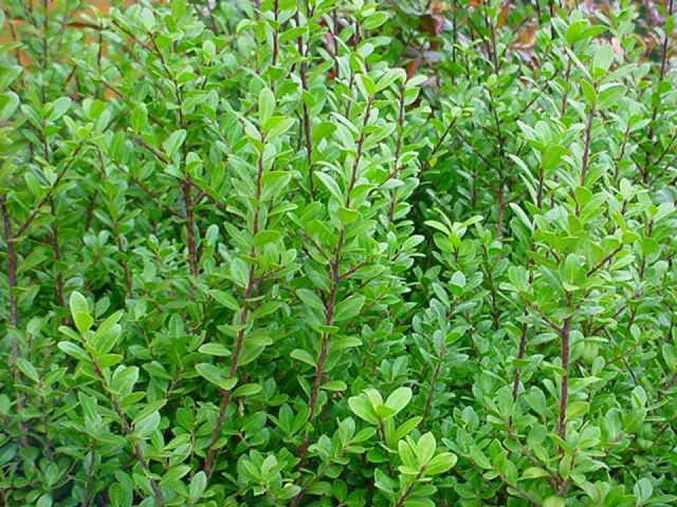 Ilex crenata 'Caroline Upright', Ophalen, Buxus, Haag, Minder dan 100 cm