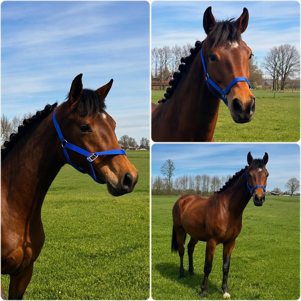 2 jarige MERRIE van VADERLAND X SANDER, Dieren en Toebehoren, Paarden, Merrie