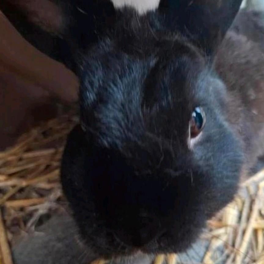 Mooie ram/mannetjes konijn, Mannelijk, Klein, 0 tot 2 jaar