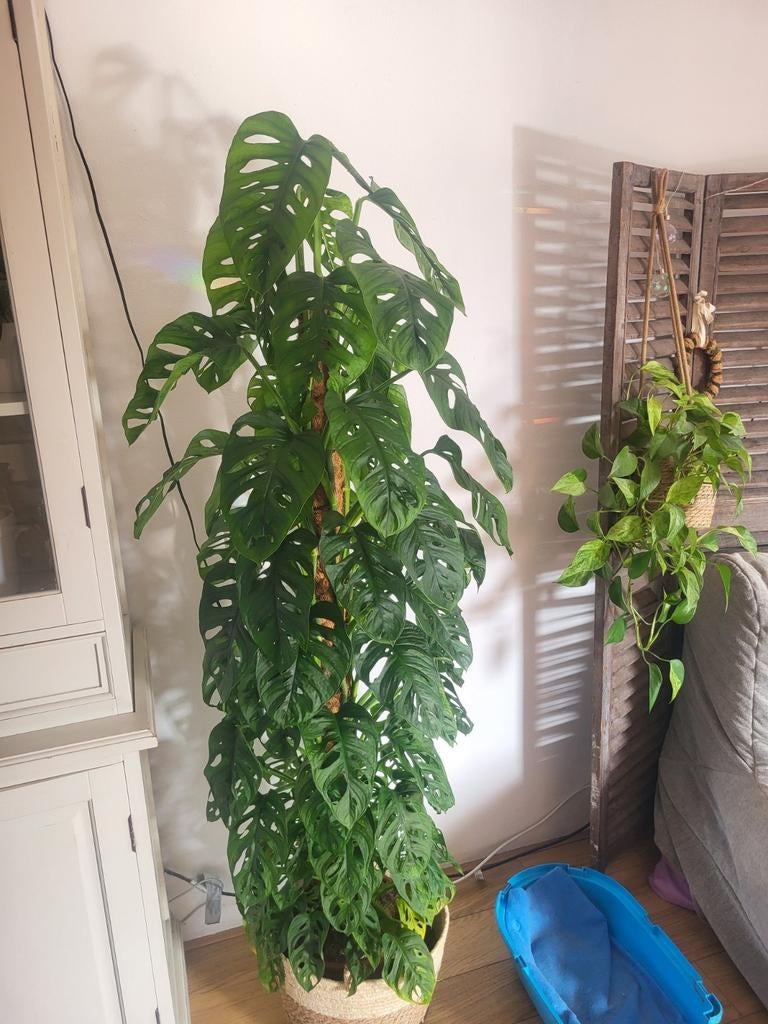Monstera Adansonii, Huis en Inrichting, Kamerplanten, Ophalen, Overige soorten, Halfschaduw, In pot