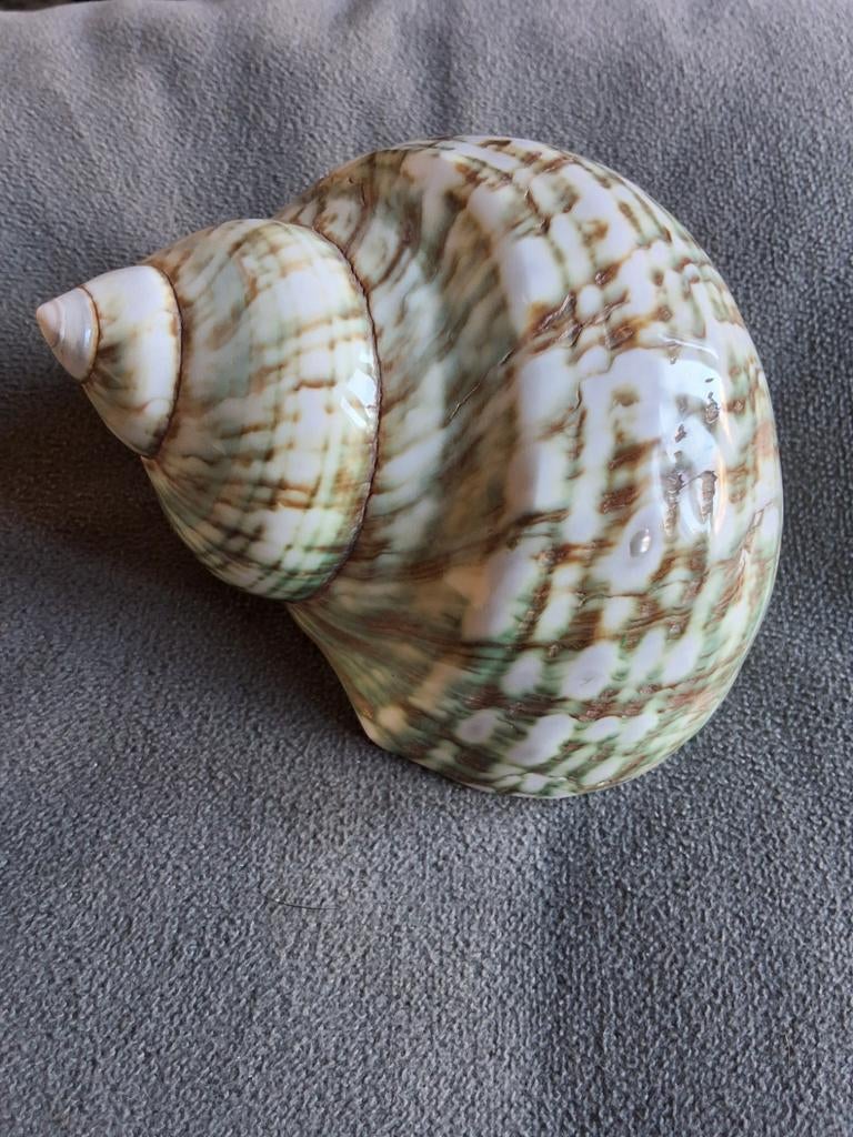 Grote schelp turbo marmoratus  tulband schelp 10cm, Verzamelen, Ophalen of Verzenden