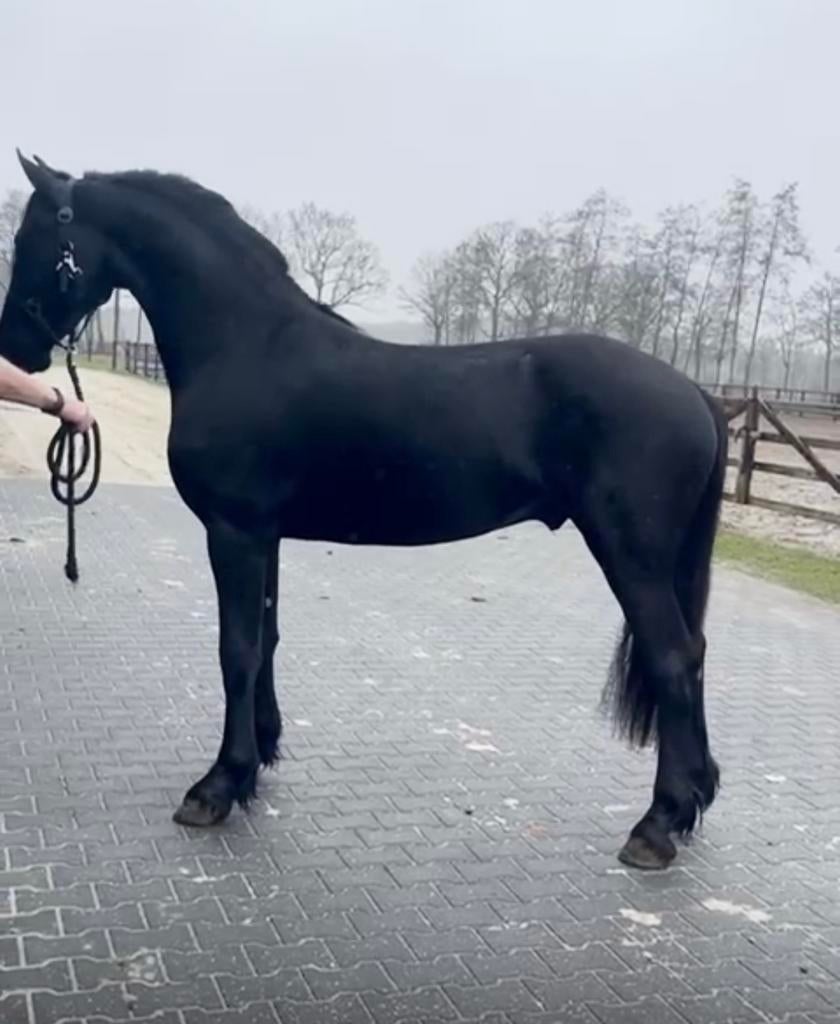2 jarige hengst Boet x Alwin - vol papier, Dieren en Toebehoren, Hengst, Minder dan 160 cm, Dressuurpaard, 0 tot 2 jaar