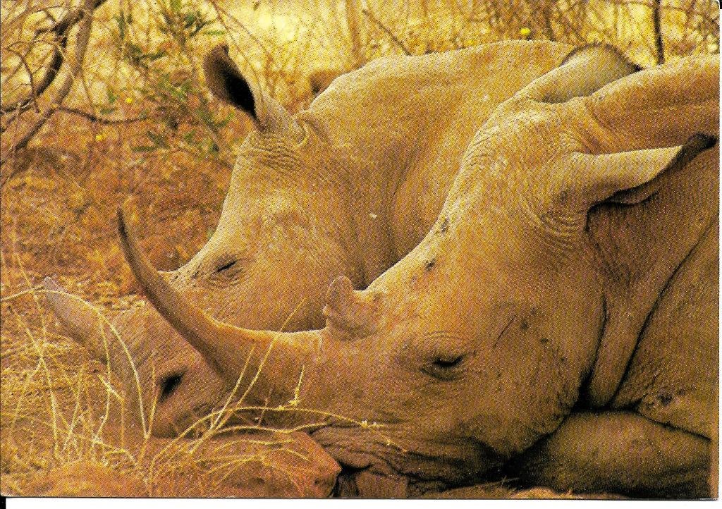 Ansichtkaart	Neushoorn, Verzenden, 1960 tot 1980, Ongelopen, Wild dier