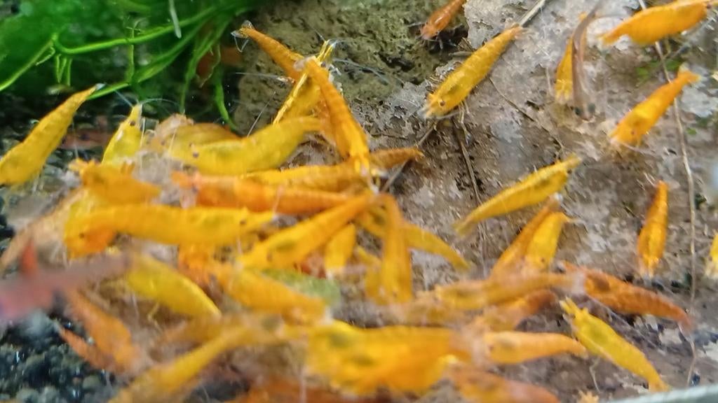 Hobbyaquarium  Orange sun garnalen, Dieren en Toebehoren, Vissen | Aquariumvissen, Zoetwatervis, Kreeft, Krab of Garnaal, Schoolvis