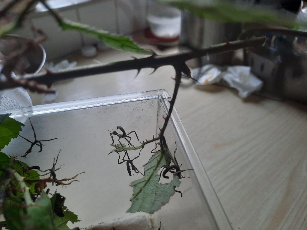 Australische wandelende takken PSG 9, Dieren en Toebehoren, Wandelende tak