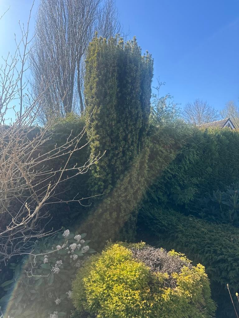 Groenblijvende Taxus Haagplanten - Diverse Maten, Tuin en Terras, Planten | Tuinplanten, Volle zon, Vaste plant, Bloeit niet, Ophalen