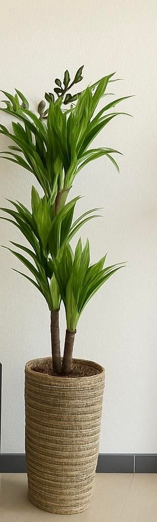 Grote Kunst Dracaena in rieten pot, Ophalen, Overige soorten, Halfschaduw, In pot