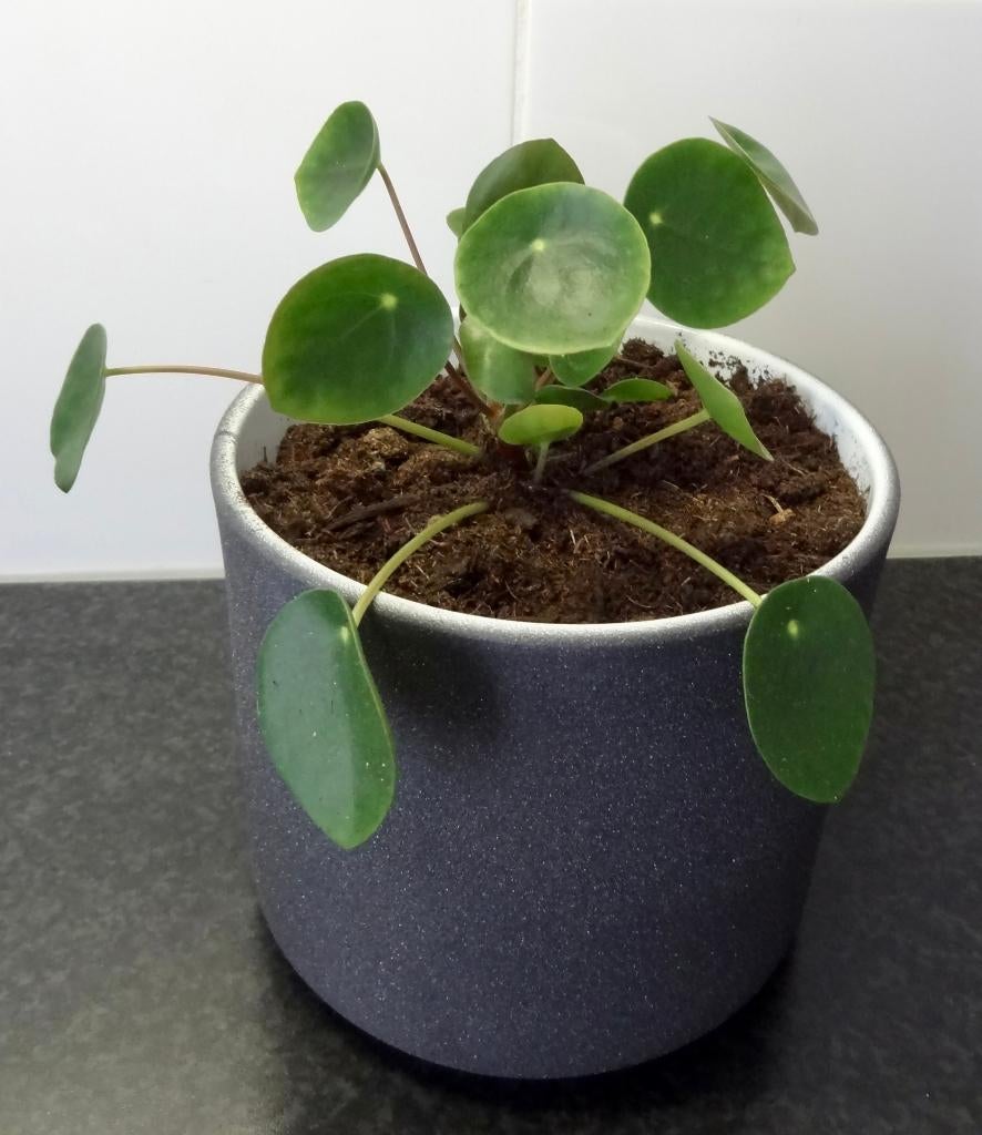 Pannenkoekplant in nieuwe grijze bloempot, Ophalen, Overige soorten, Halfschaduw, In pot