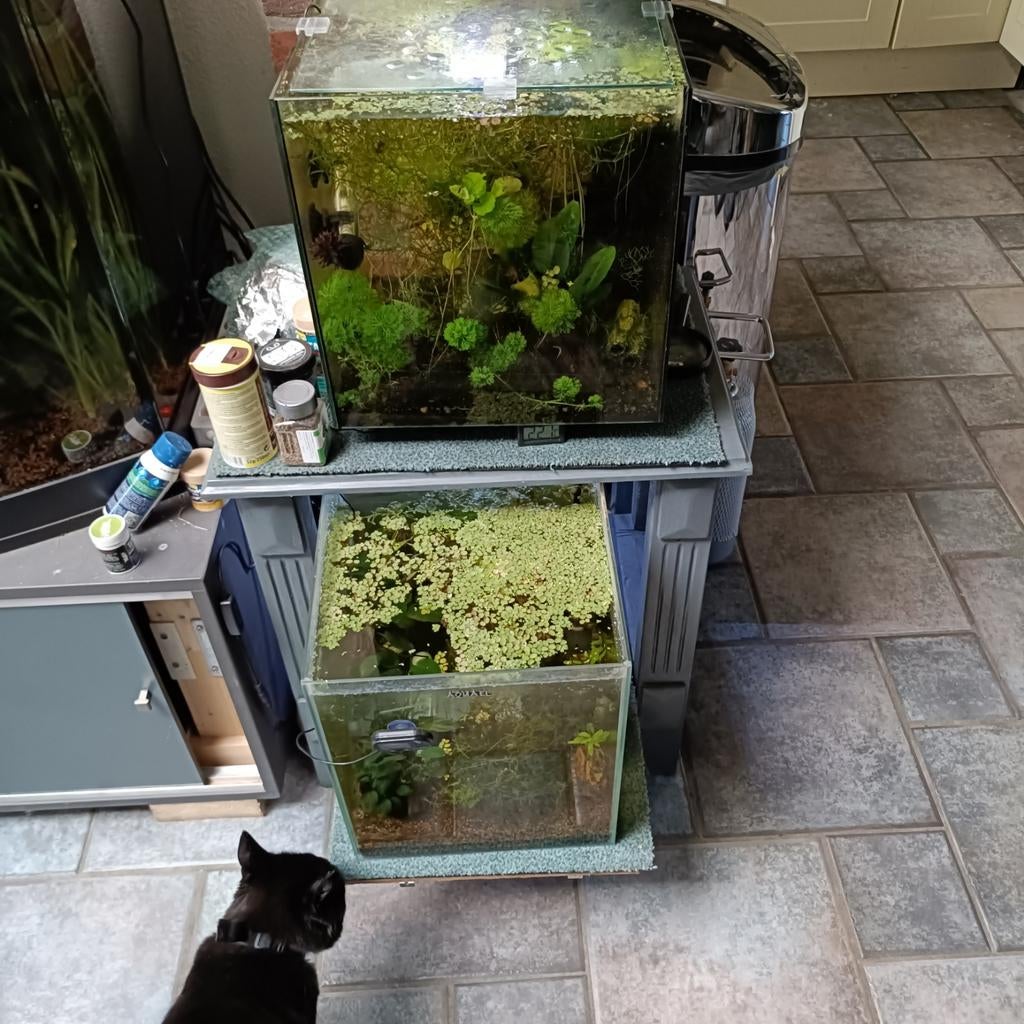 Wil je zelf ook garnalen kweken ?, Ophalen, Zo goed als nieuw, Leeg aquarium