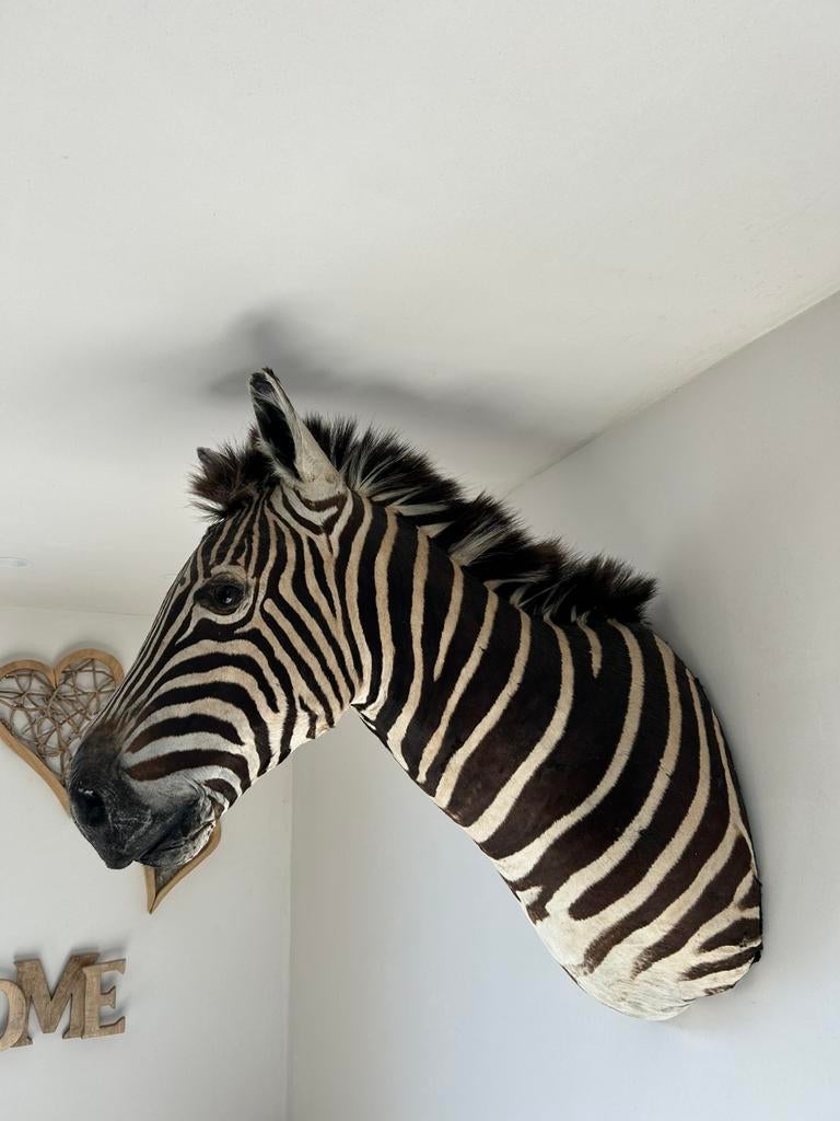 Prachtige GROTE kop zebra taxidermie, Ophalen, Zo goed als nieuw, Wild dier, Gewei of Kop