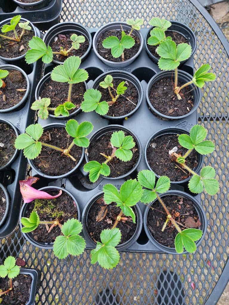 aardbeien plantjes (prijs per stuk), Ophalen, Lente, Vaste plant, Volle zon