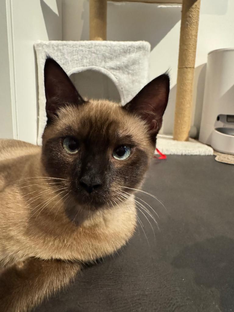 Lieve volbloed Thai Siamees dekkater beschikbaar, Dieren en Toebehoren, 0 tot 2 jaar