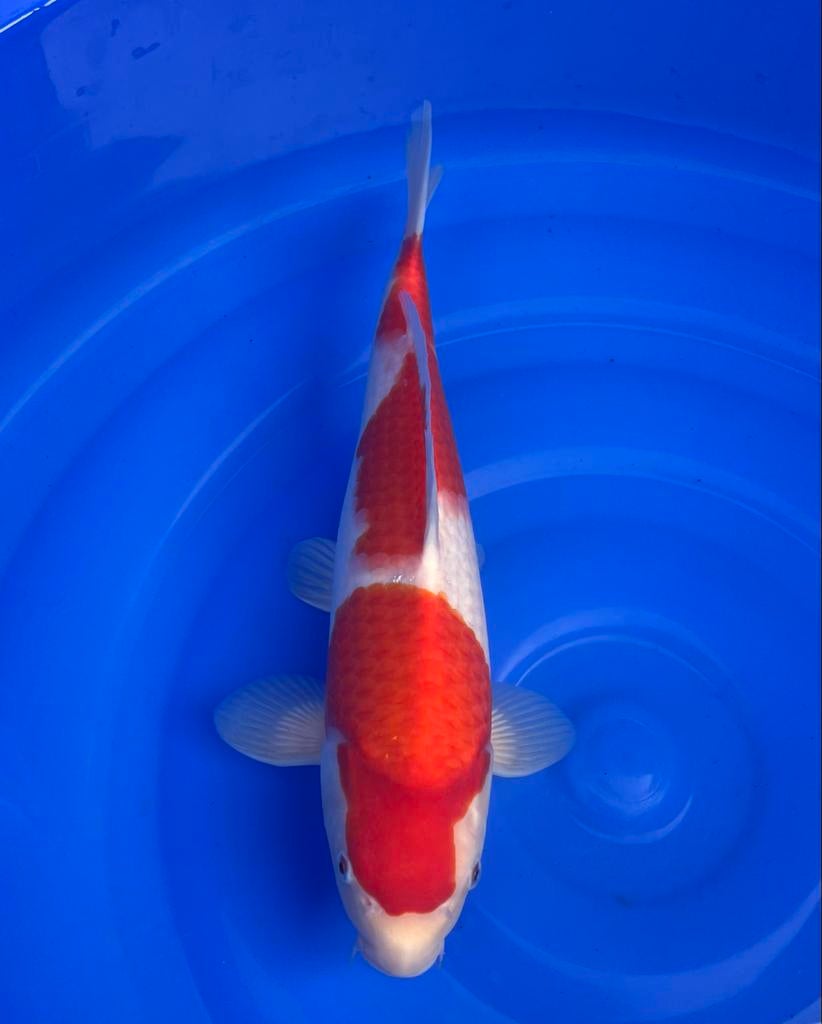 Japanse Koi kohaku zwijndrecht, Dieren en Toebehoren, Karper of Koi