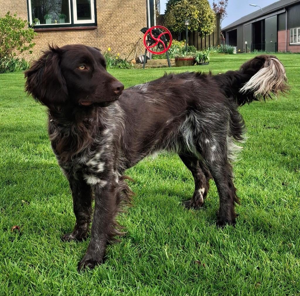 Dekreu gezocht voor Friese Stabij, Reu, 1 tot 2 jaar, Eén hond, Nederland