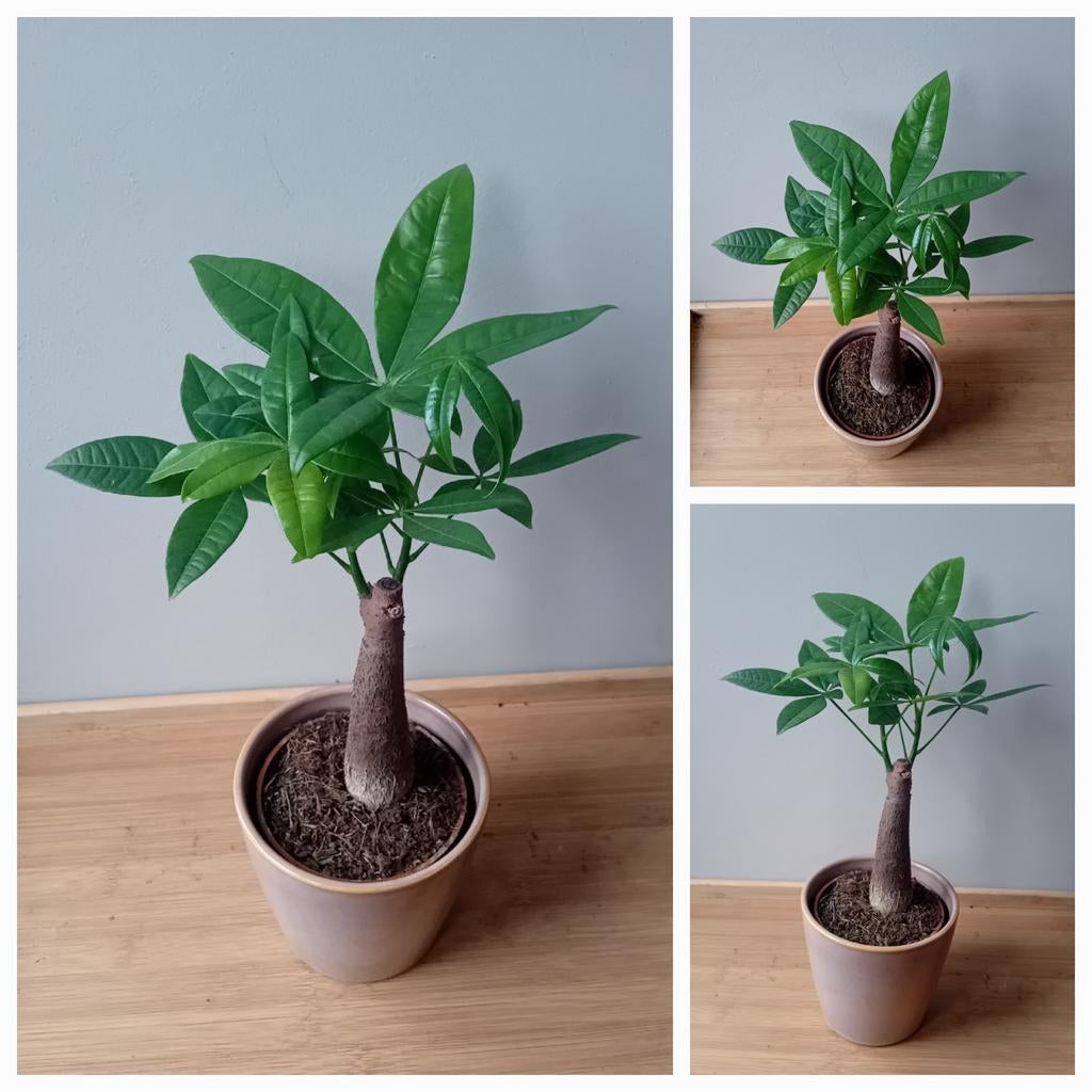 Bonsai kamerplant pachira 25cm incl pot, Ophalen, Overige soorten, Halfschaduw, In pot