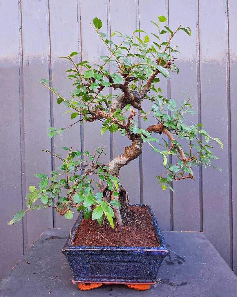 Bonsai Ulmus Parvifolia- Chinese Iep- 37 cm Hoog, In pot, Halfschaduw, Minder dan 100 cm, Zomer