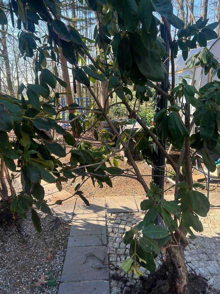 Rhododendron klaar om te planten - Bezorging mogelijk, Tuin en Terras, Planten | Bomen, In pot, Halfschaduw, Lente, 100 tot 250 cm