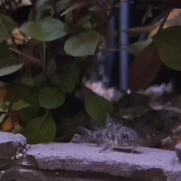 Corydoras paleatus, Vis
