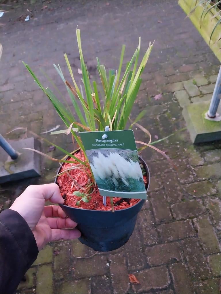 Cortaderia Alba - Pampasgras voor uw tuin, Ophalen, Volle zon, Vaste plant, Siergrassen