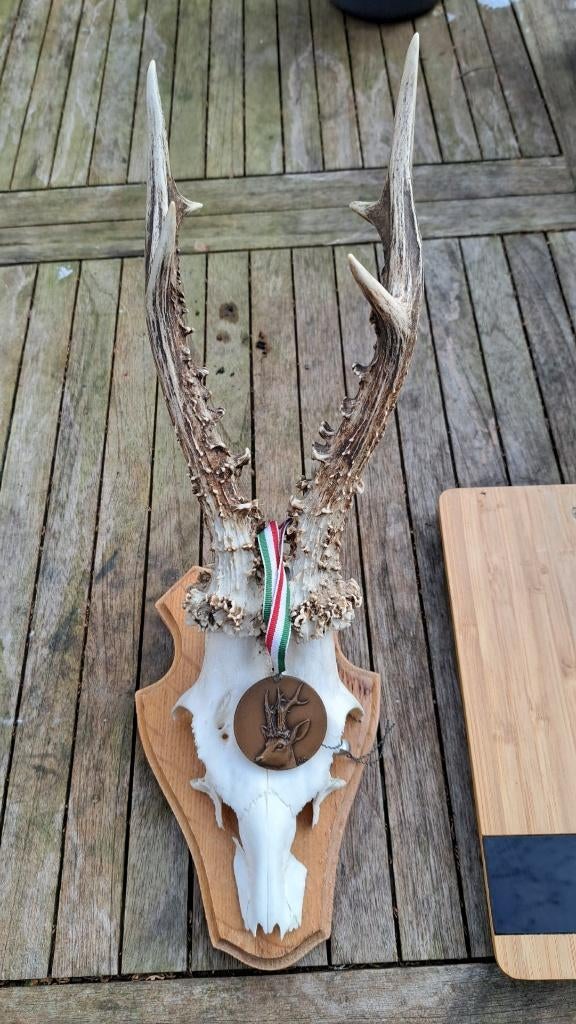 gewei reebok geweien, Ophalen of Verzenden, Zo goed als nieuw, Hert, Gewei of Kop