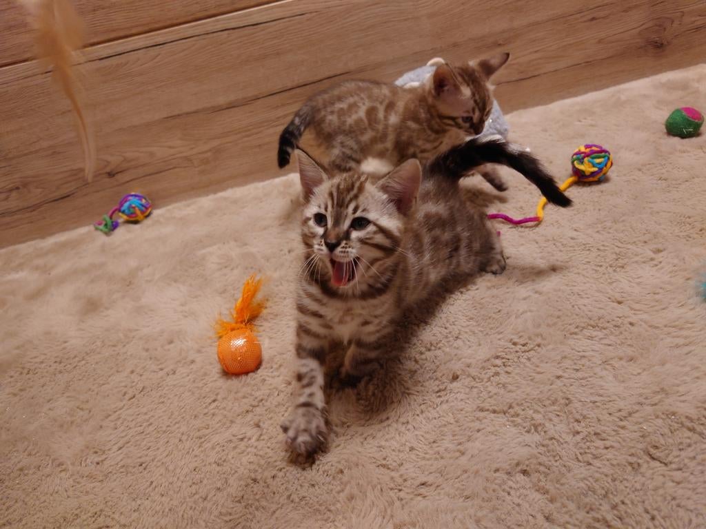 Bengaal Kitten , Stamboom, Luxury color, Poes, Met stamboom, 0 tot 2 jaar