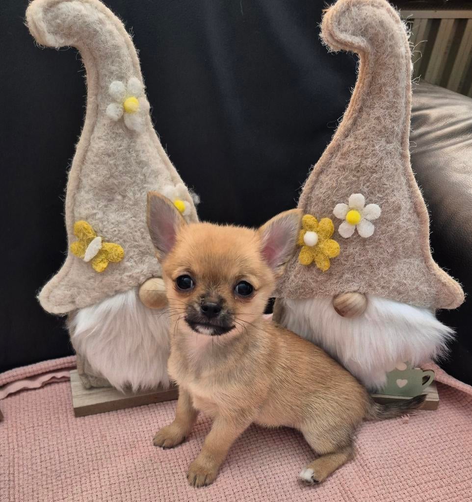 Pomchi pups!!, Overige rassen, Meerdere, Meerdere dieren, Nederland