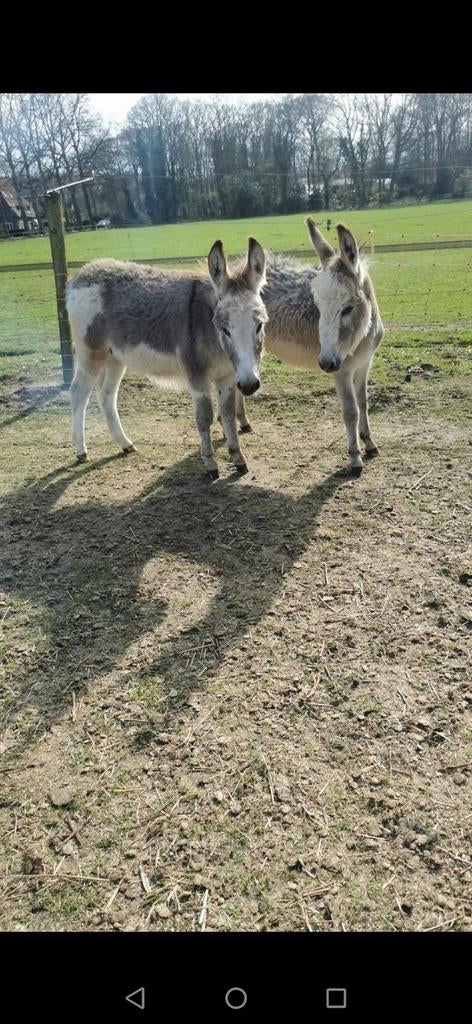 Mini ezels, Dieren en Toebehoren, Merrie