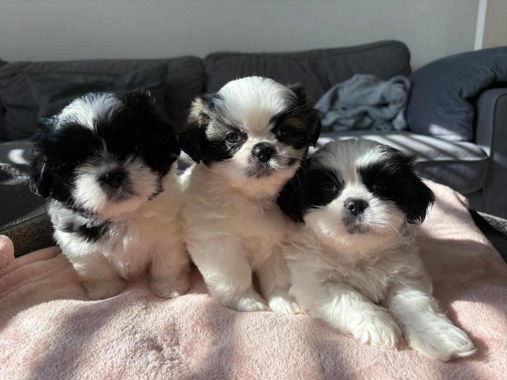 Boomer/Pekingees, Overige rassen, Meerdere, Meerdere dieren, Nederland