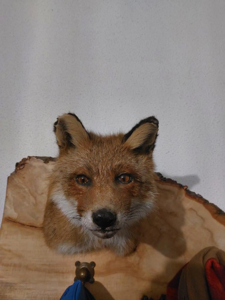 Opgezette vossen kop, Ophalen, Zo goed als nieuw, Wild dier, Gewei of Kop