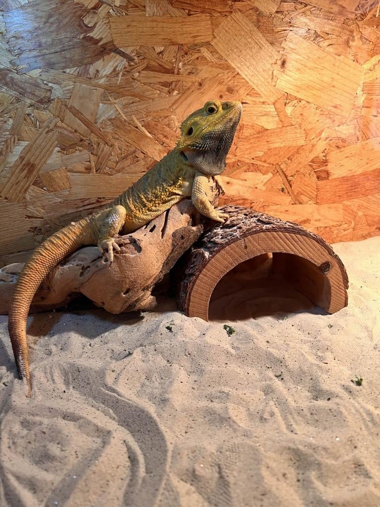 Baardagaam met terrarium