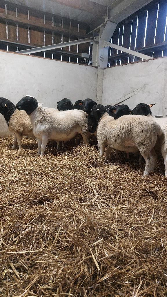 Dorper lammeren met topafstamming – dekramlijn Neubresh, Meerdere dieren, Schaap, 0 tot 2 jaar
