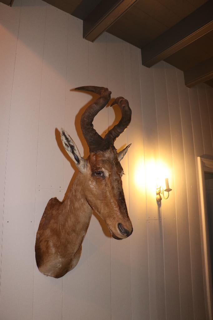Prachtige opgezet Hartenbeest, Ophalen, Zo goed als nieuw, Wild dier, Gewei of Kop