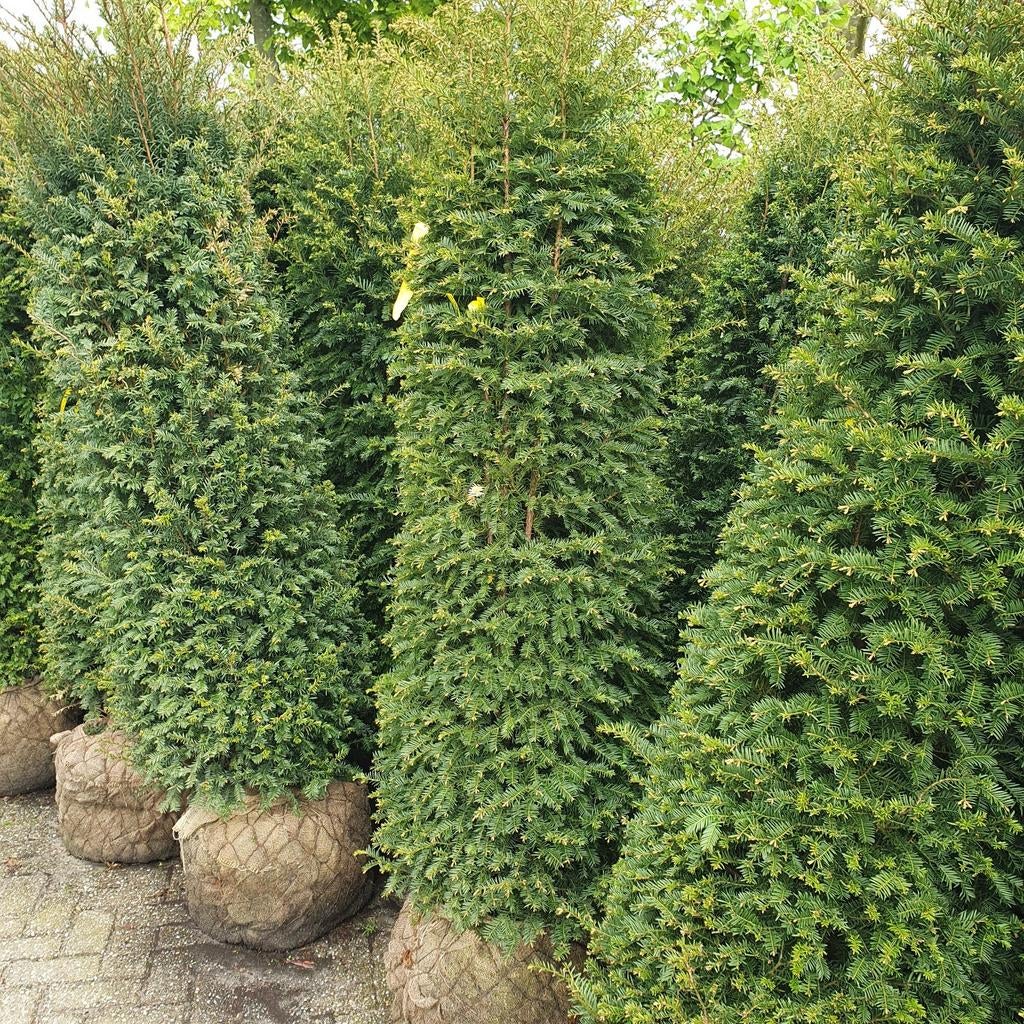 grote taxus portugese laurier, ,coniferen,laurier soorten, Ophalen of Verzenden, Laurier, 100 tot 250 cm
