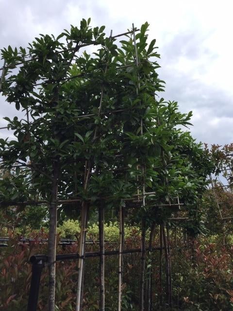 lei laurier novita caucasica 340cm hoog 14-16 cm wintergroen, Leiboom, Lente, 250 tot 400 cm, Ophalen