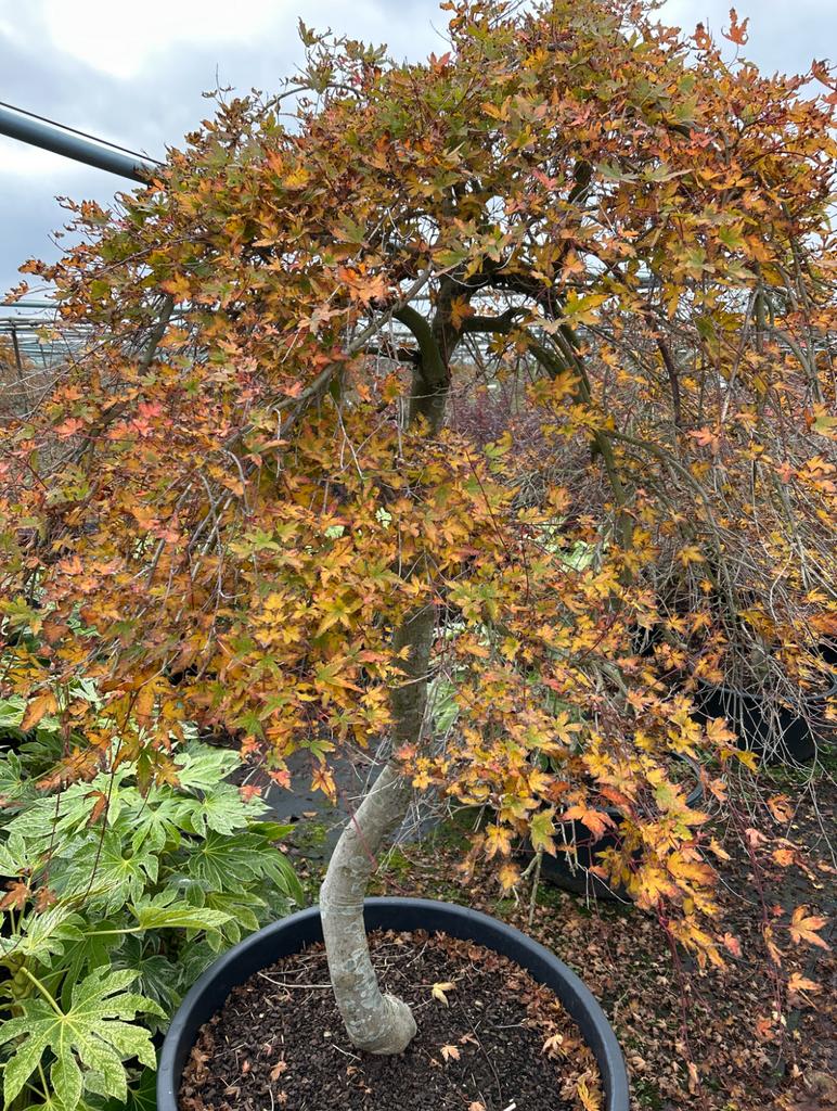 Acer palmatum Dissectum, Ornatum, Ryusen Japanse esdoorn, Bloeit niet, Halfschaduw, Overige soorten, 100 tot 250 cm