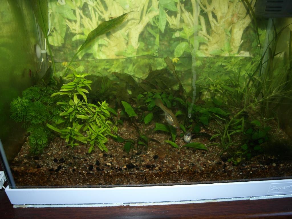 Alleen GUPPEN mannen gratis, Ophalen of Verzenden, Nieuw, Plant(en), Steen of Hout