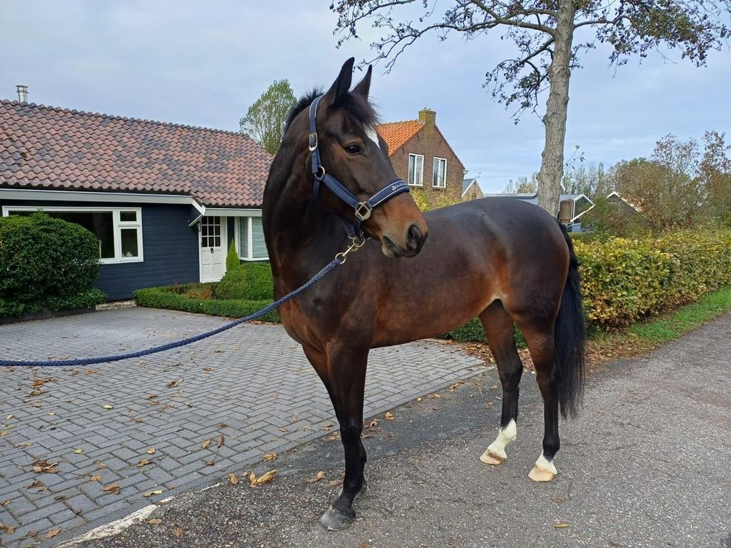 te koop recreatie / fok merrie, Dieren en Toebehoren, Merrie, Recreatiepaard